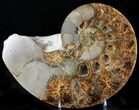 Rare Argonauticeras Ammonite - Amber Colored Crystals #23357-2